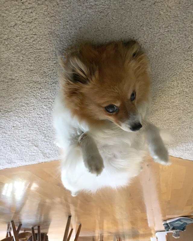 19 dogs who are actually just furry balloons