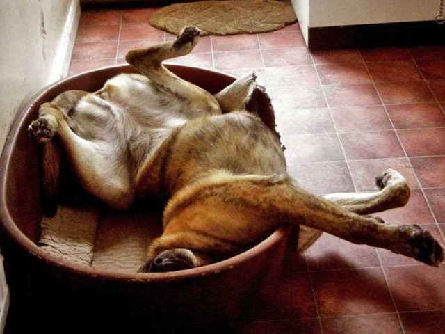 18 Dogs Sleeping Like Weirdos