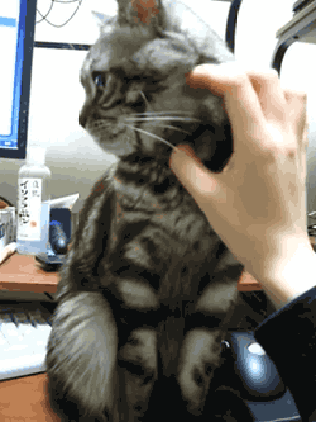 A cat is finished with getting pets