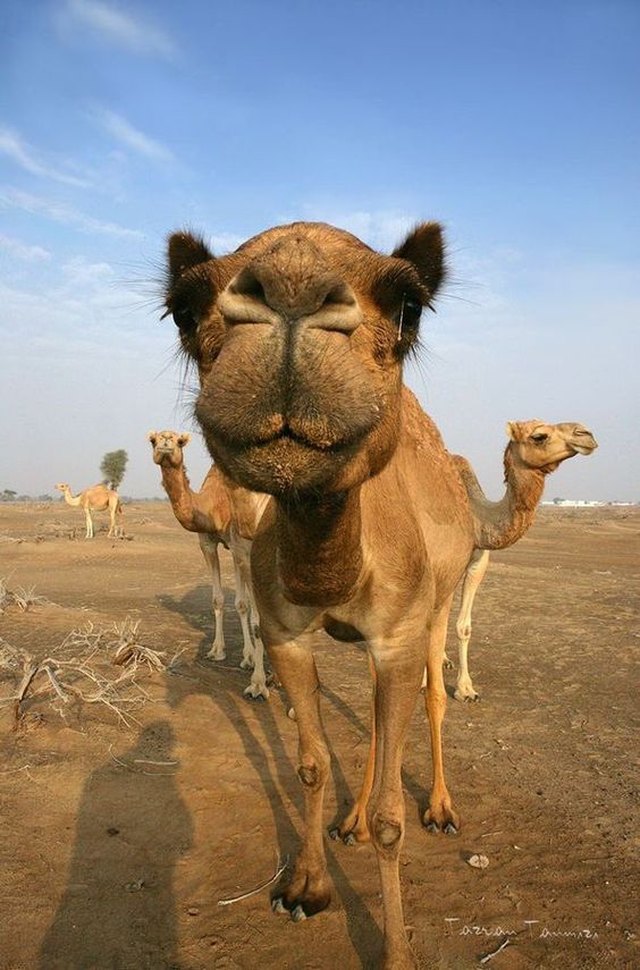 Camels