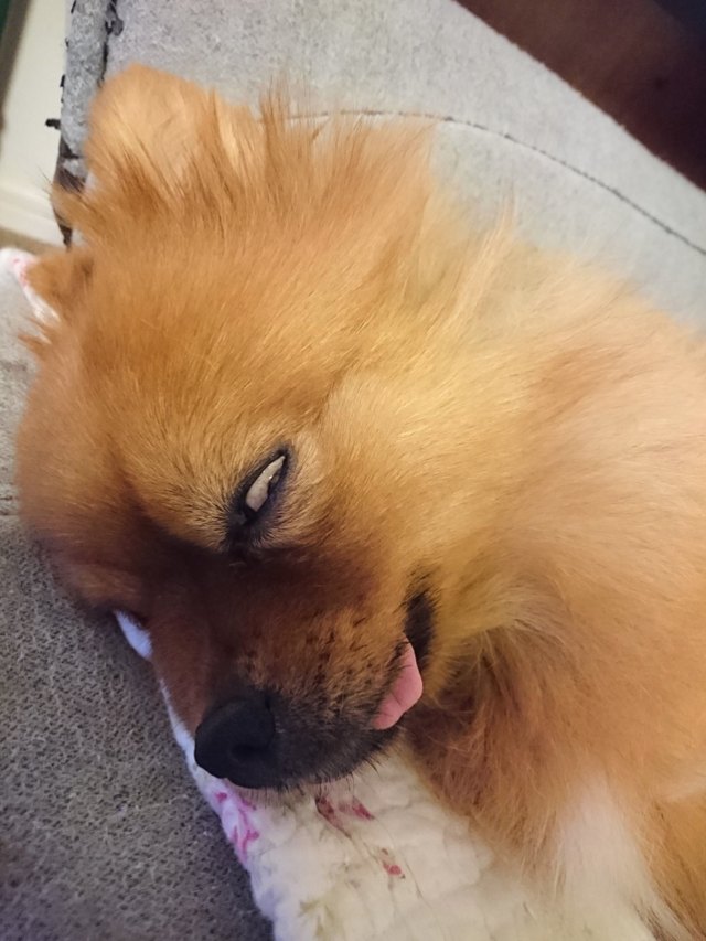 Pets contorted like pretzels into weird sleeping positions will never not be funny