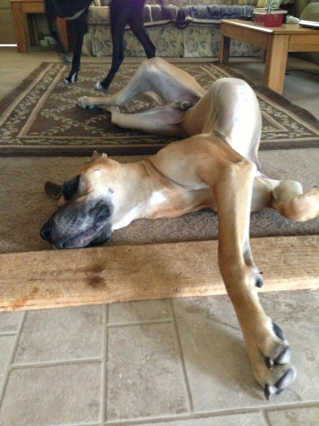 18 Dogs Sleeping Like Weirdos