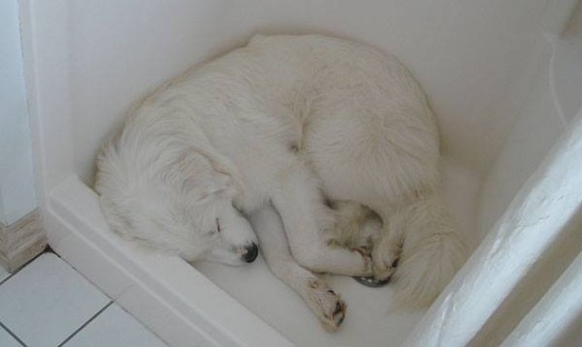 18 Dogs Sleeping Like Weirdos