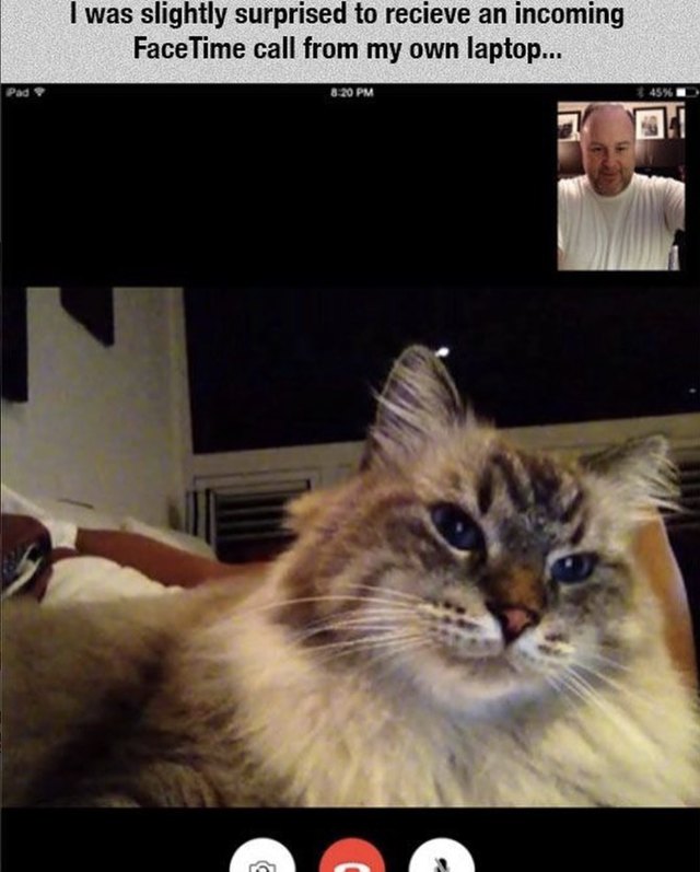A cat FaceTiming his person