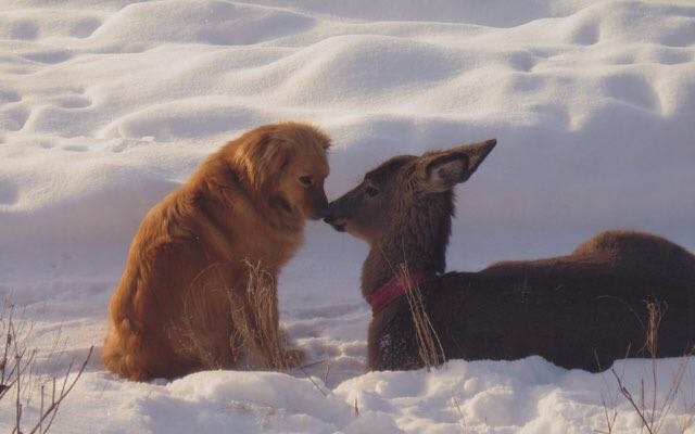 Dog and deer