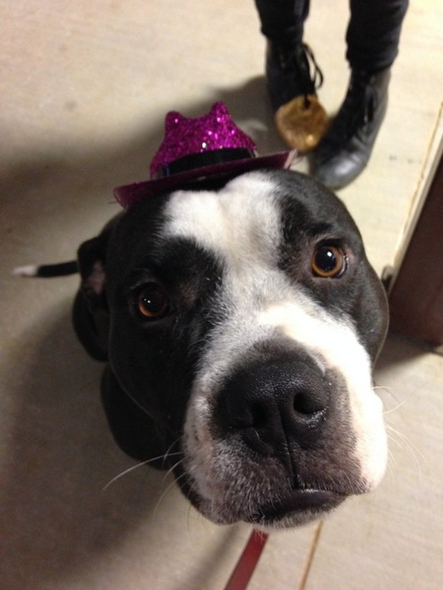 Dog wearing sparkly pink cowboy hat.