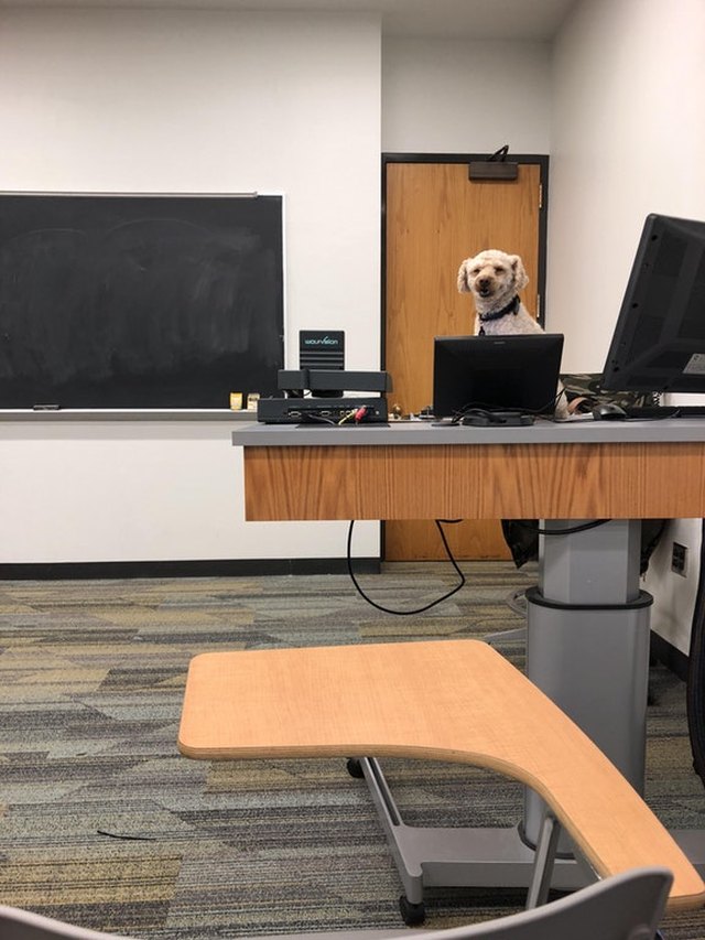 Dog behind teacher