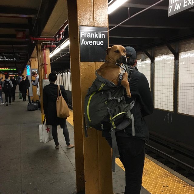Dog in backpack.