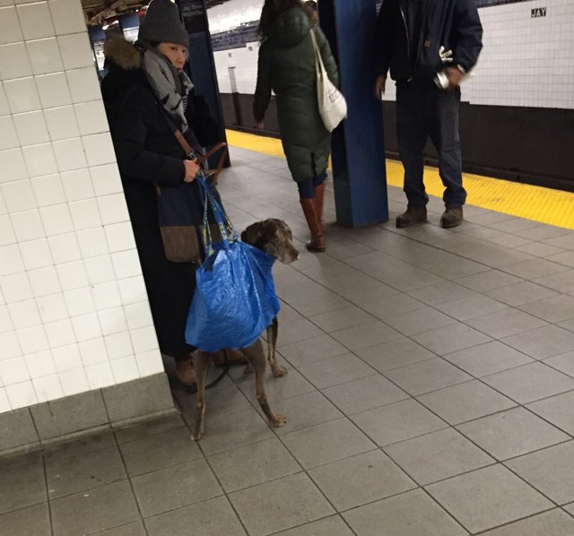 Dog in tote bag
