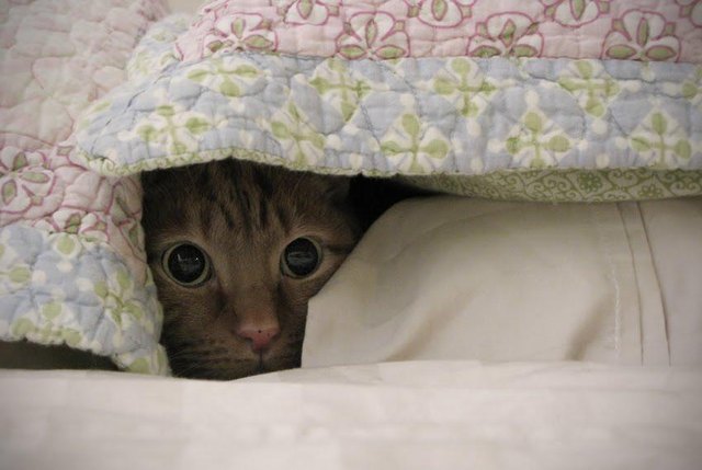 Cat hiding under blankets.