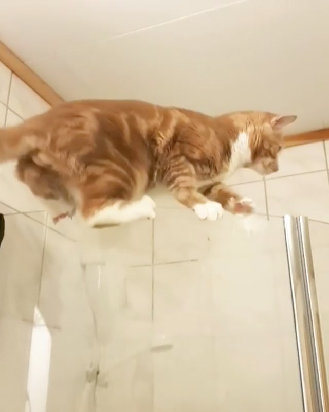 17 cats that are basically just furry house monkeys