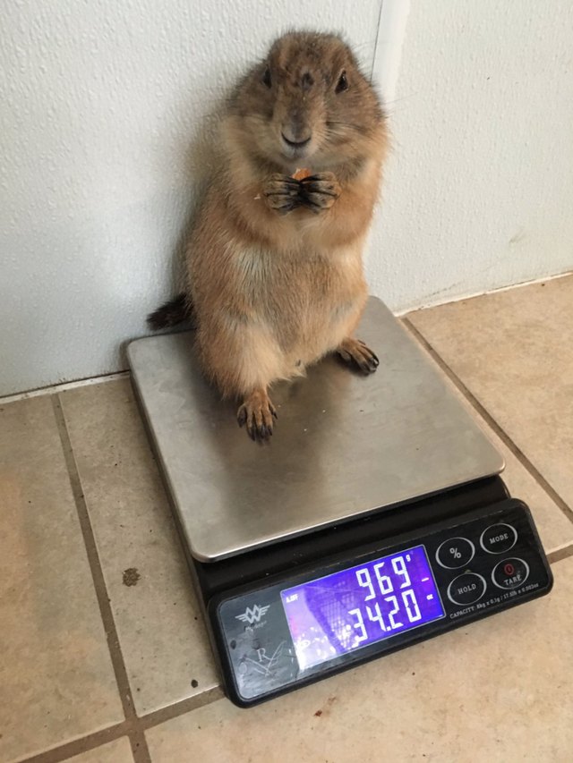 You gotta be creative if you want to weigh an animal on a digital scale