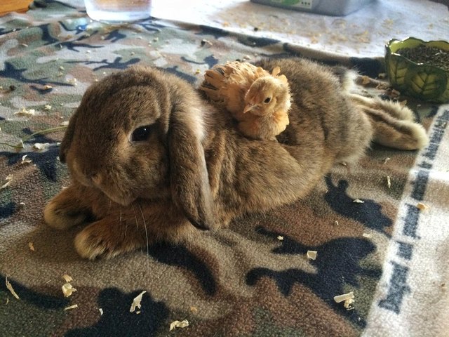 Bunny and chick