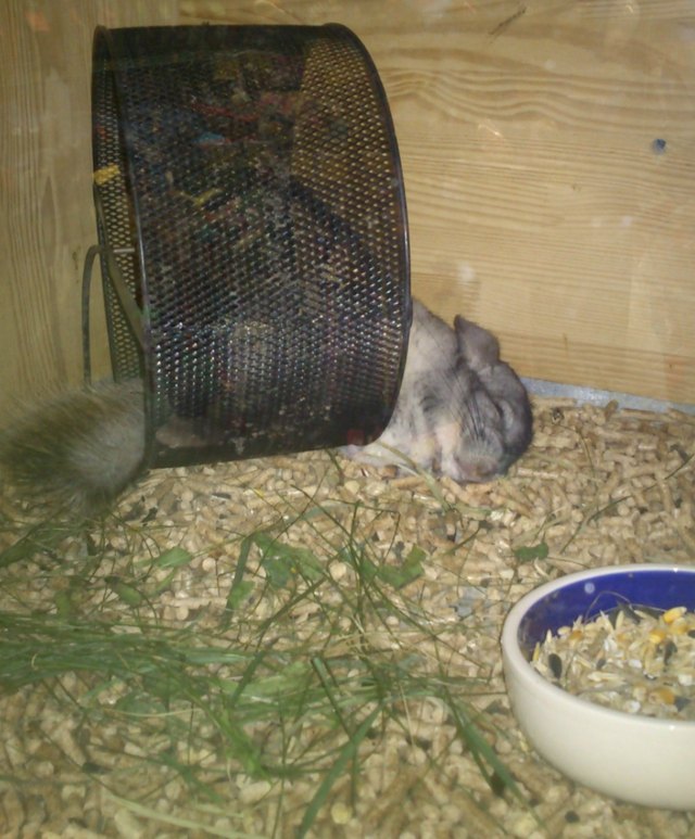 Pets contorted into weird sleeping positions will never not be funny