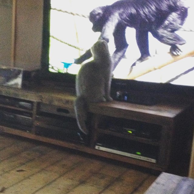 17 cats that are basically just furry house monkeys