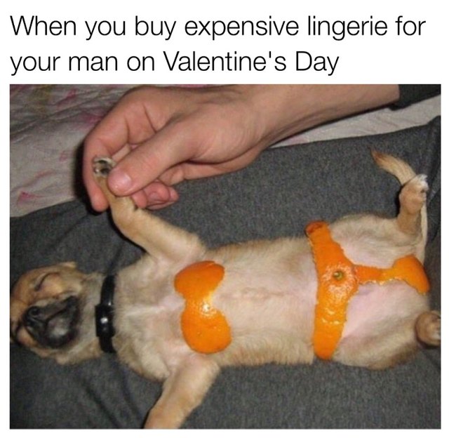 Chihuahua sleeping on its back with orange peels in the shape of a bikini on its chest. Caption: When you buy expensive lingerie for your man on Valentine