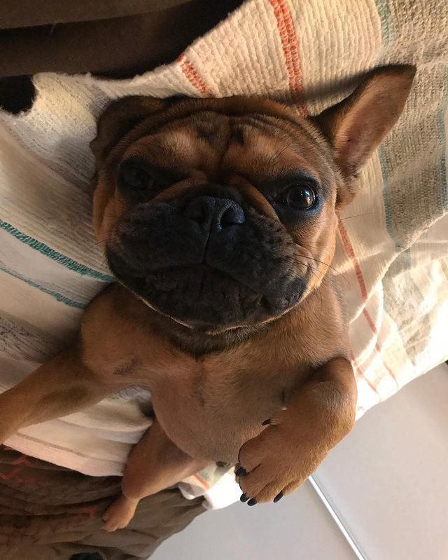 19 dogs who are actually just furry balloons