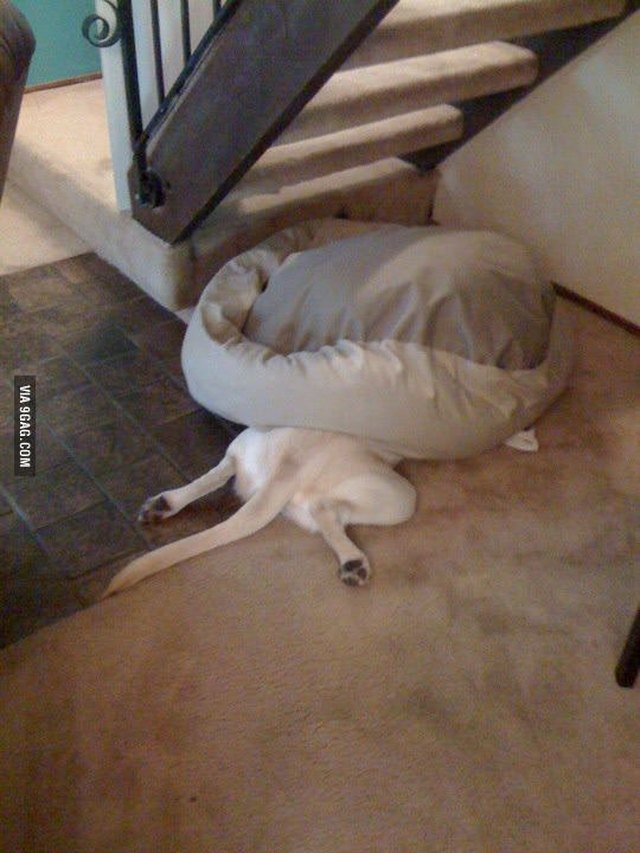18 Dogs Sleeping Like Weirdos