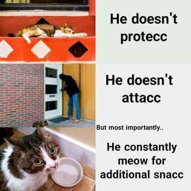 Cat meme