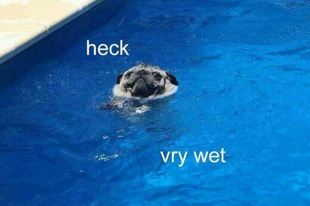 Pug looking awkward in a swimming pool.