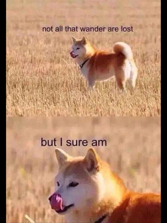 Shiba Inu lost in a field.