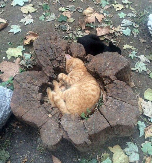 Cat curled up in indentation in a tree stump.