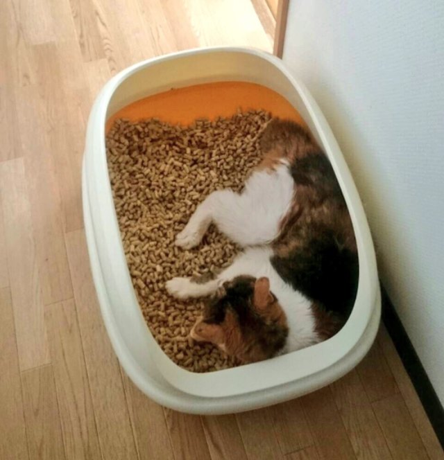 Pets contorted into weird sleeping positions will never not be funny