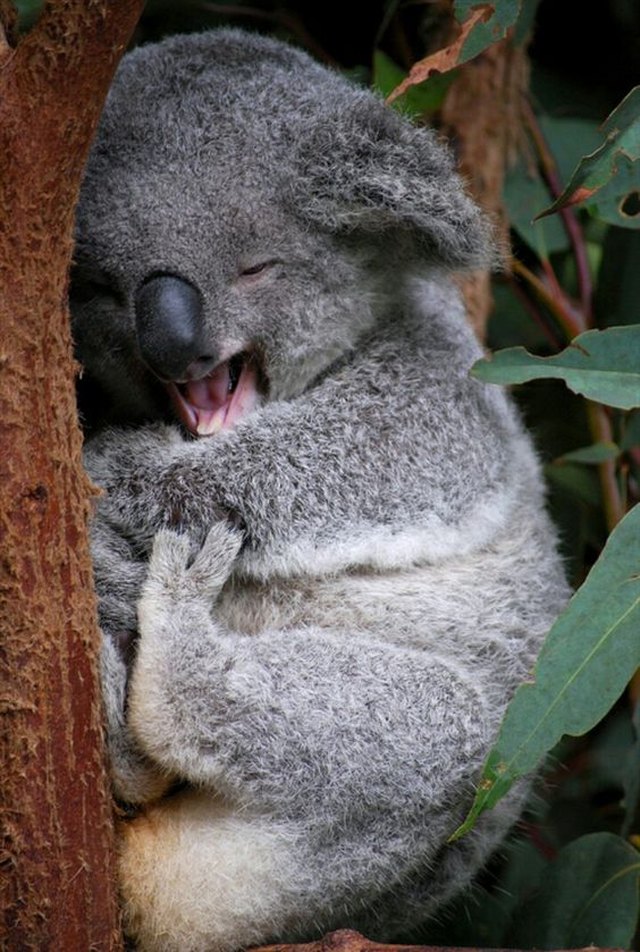 Laughing Koala