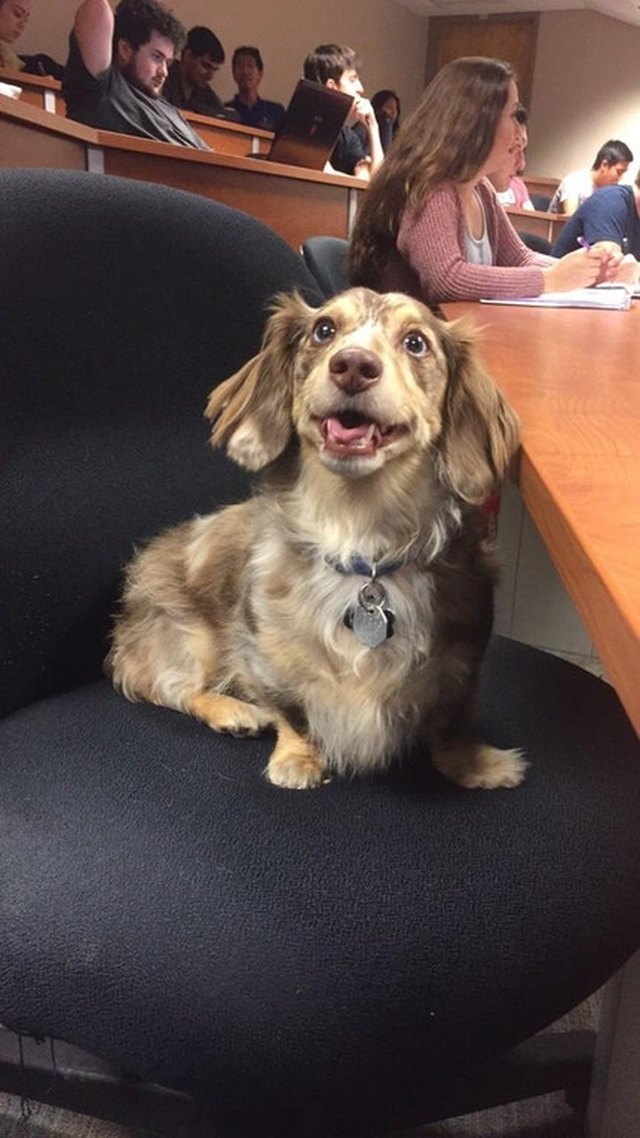 Dog sitting in lecture hall.