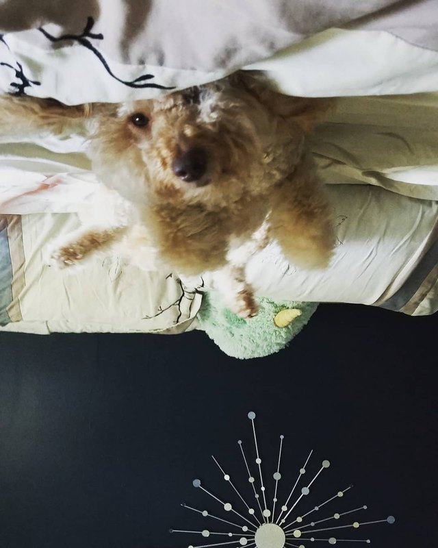 19 dogs who are actually just furry balloons