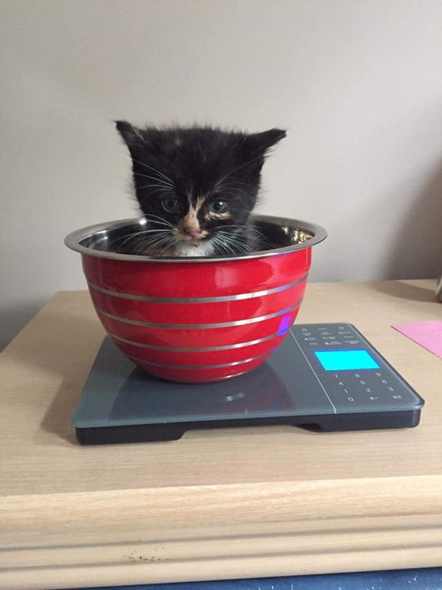 You gotta be creative if you want to weigh an animal on a digital scale