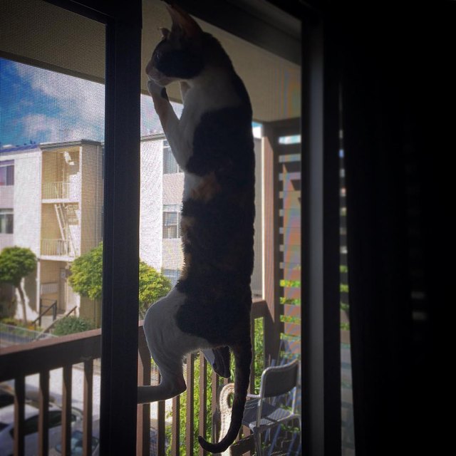17 cats that are basically just furry house monkeys