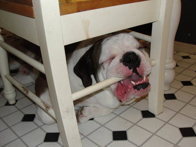 18 Dogs Sleeping Like Weirdos