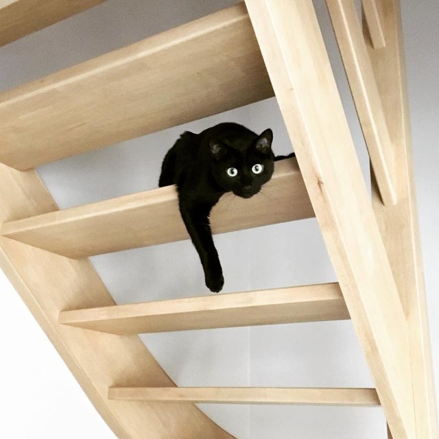 17 cats that are basically just furry house monkeys