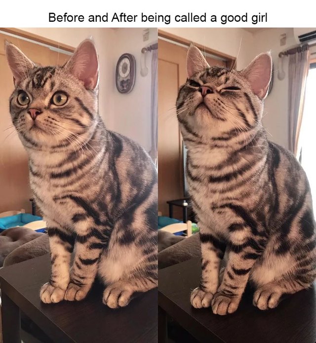Cat looking snooty after being called a Good Girl.