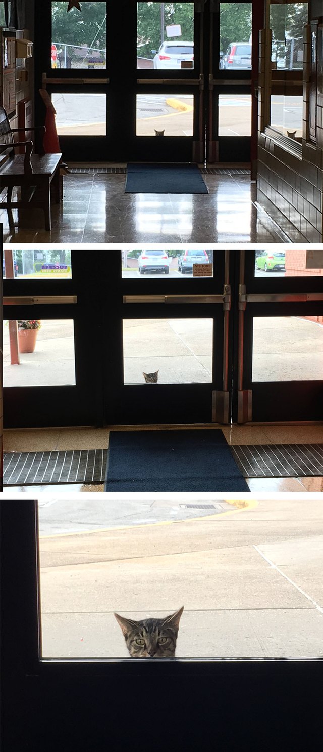 Cat waiting outside school.