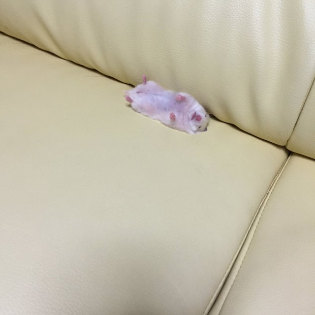 Pets contorted into weird sleeping positions will never not be funny