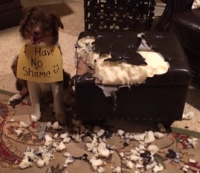 Australian Shepherd next to destroyed leather ottoman, wearing a sign that reads "I Have NO Shame :)"