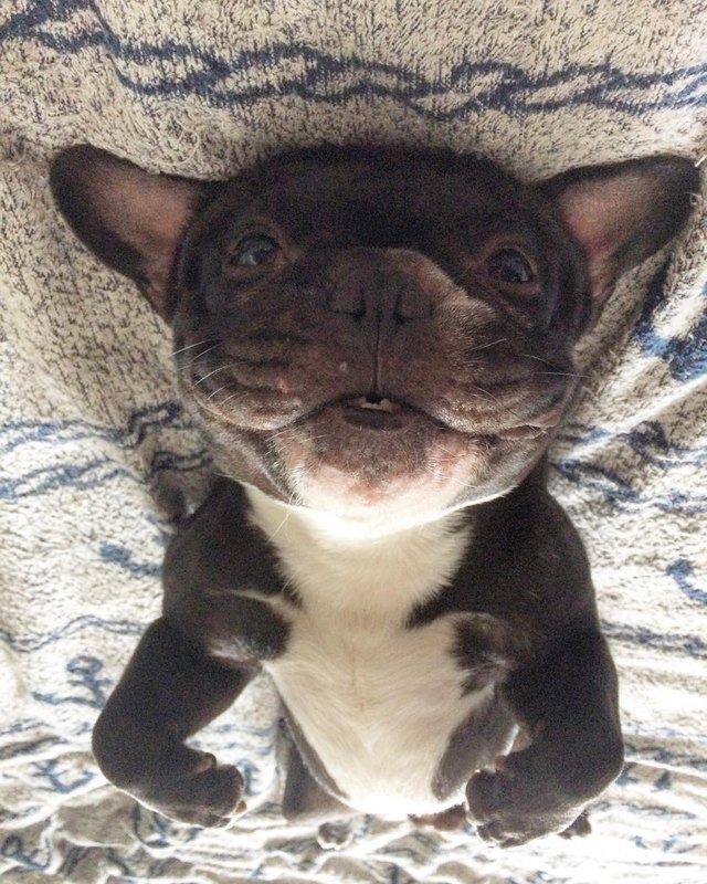 19 dogs who are actually just furry balloons