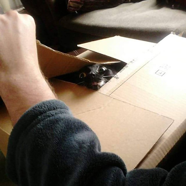 Cat emerging from cardboard box.