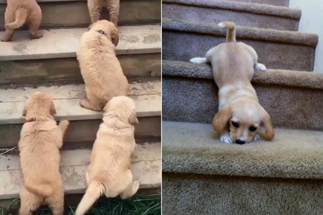 labrador puppy stairs