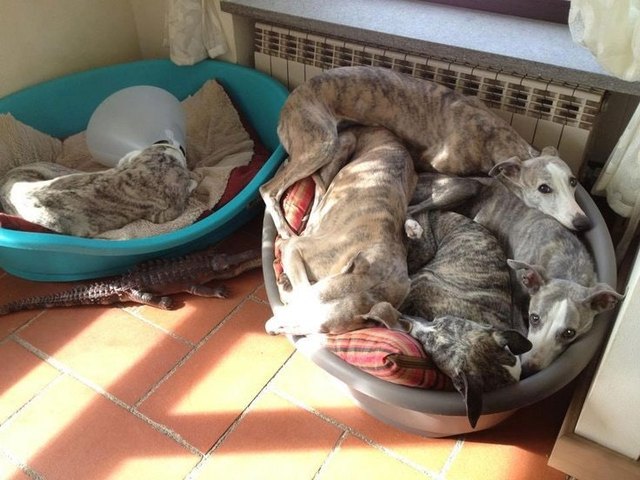 Dog wearing E-collar in dog bed alone next to dog bed full of dogs