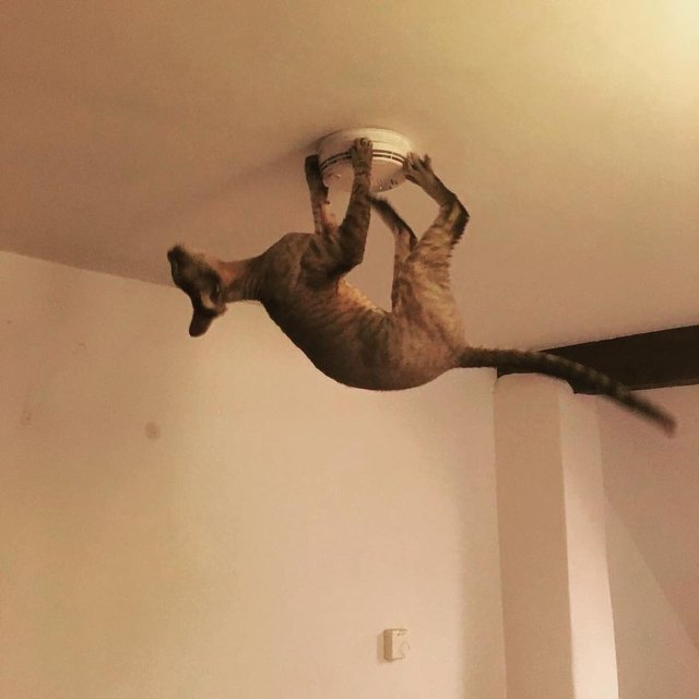 17 cats that are basically just furry house monkeys