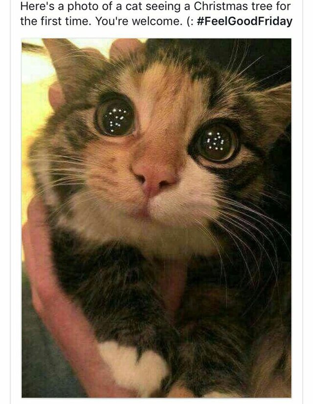 Cat impressed by Christmas tree