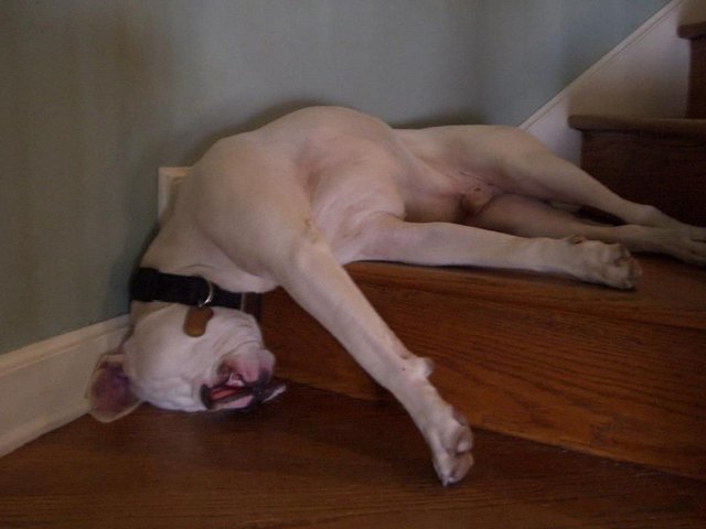 18 Dogs Sleeping Like Weirdos