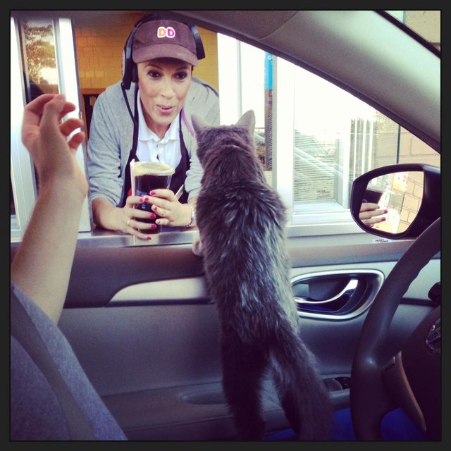 Cat at a coffee drive thru