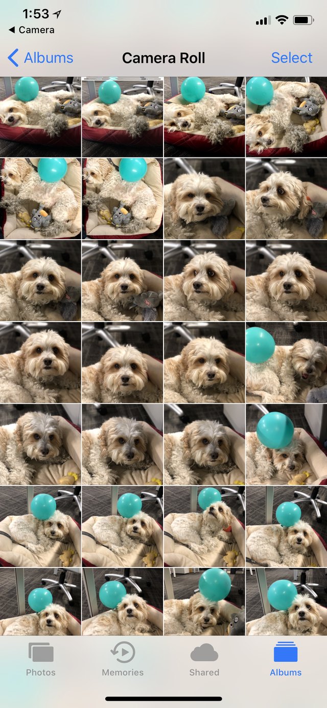 24 thoughts you’ll inevitably have after adopting pet