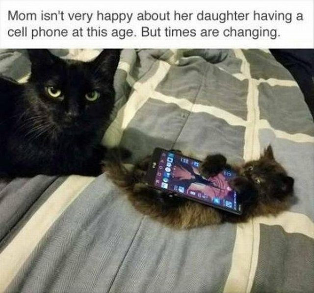Kitten with a cell phone