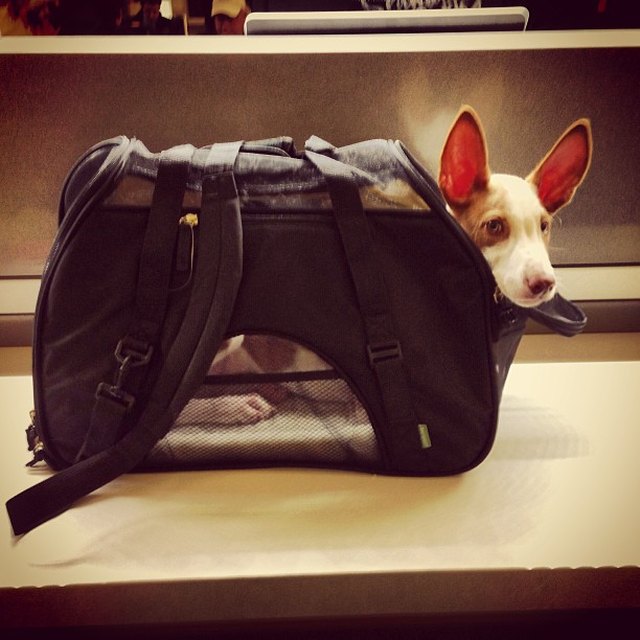 Dog in carrier.
