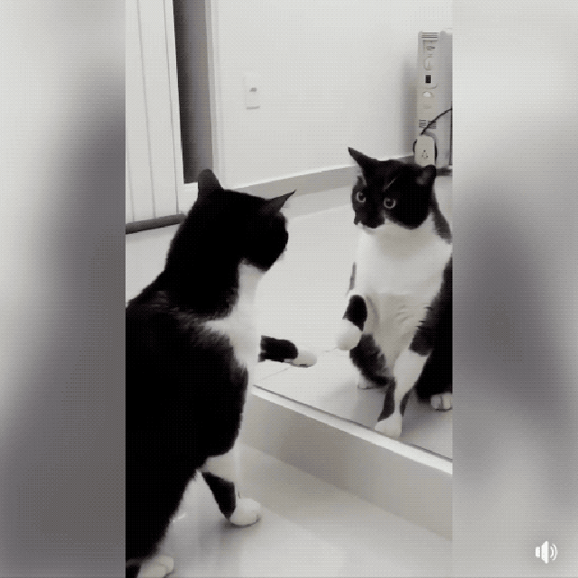 Cats reacting to their reflection in the mirror will never not be funny